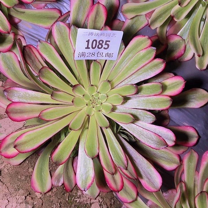 哈***…1085美姬多肉2号棚