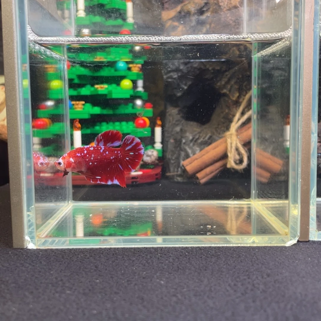 斗鱼十二月二十一日竞价