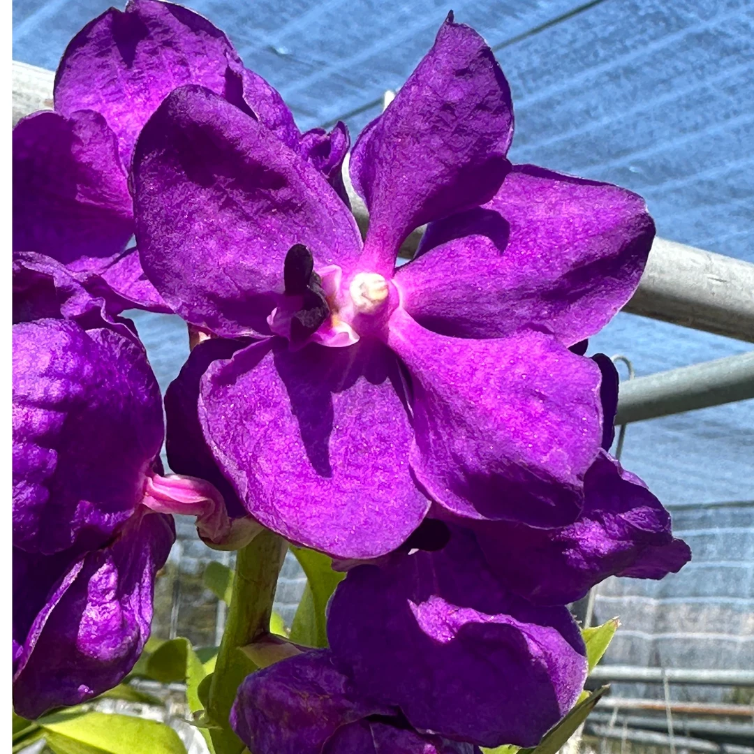 【南诏二级】泰国立梗蓝网.传奇 Parchara Legend 爆花量大，花期长