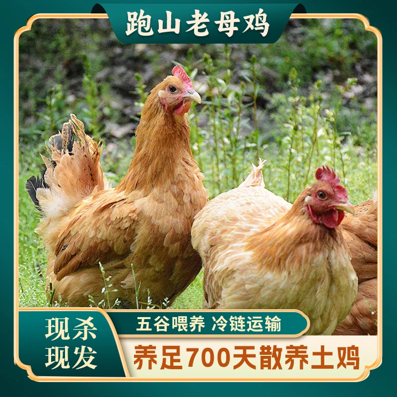 【买三送一】 农家放养2年黄油老母鸡土鸡4只毛重13斤净重9-10斤