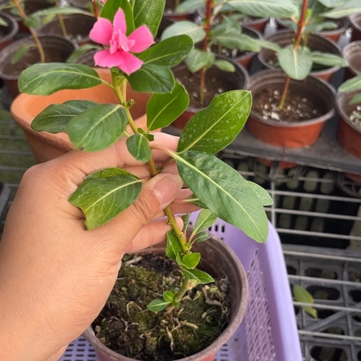 无花朵36号嫁接长春花一物一拍无售后