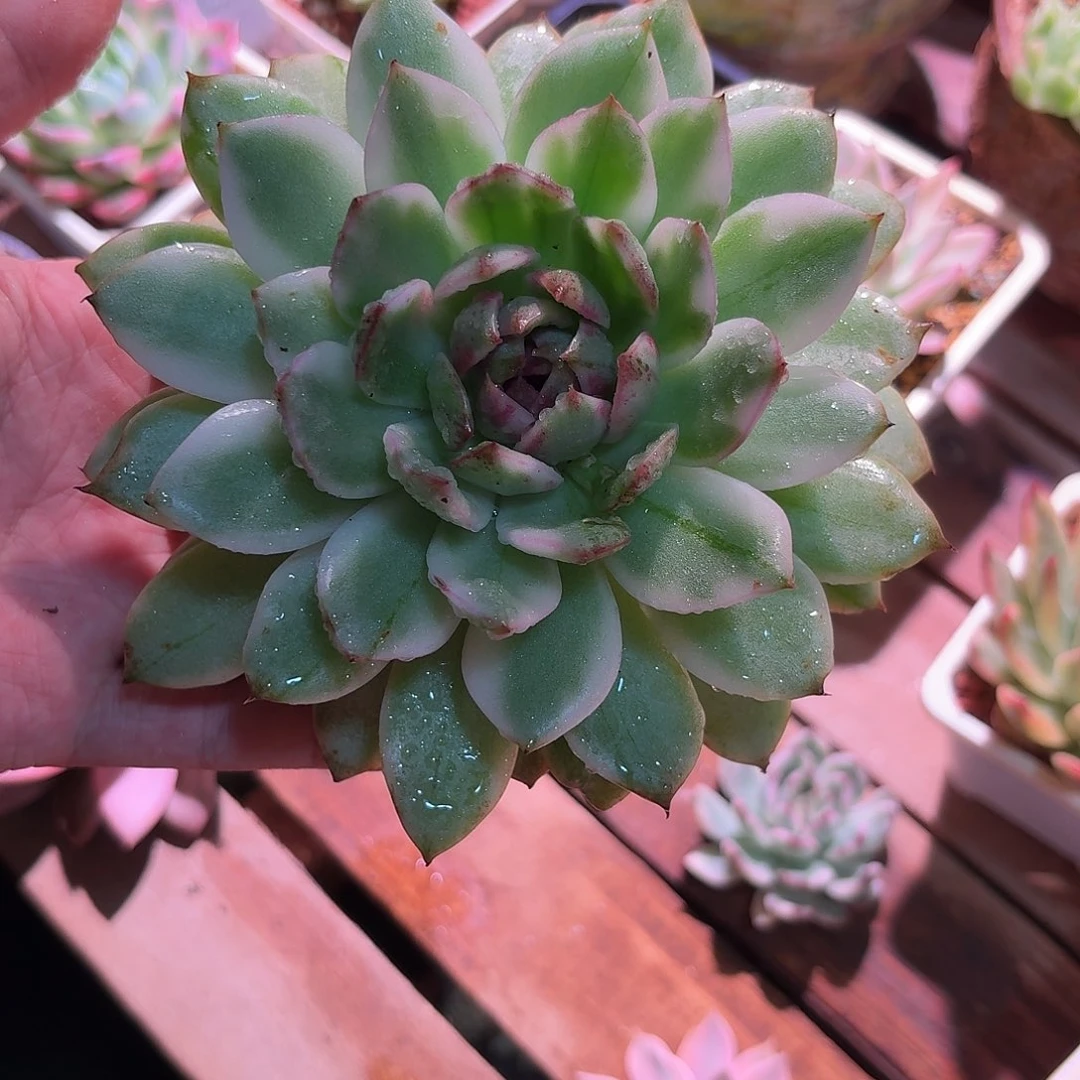 绿水晶锦多肉多肉多肉