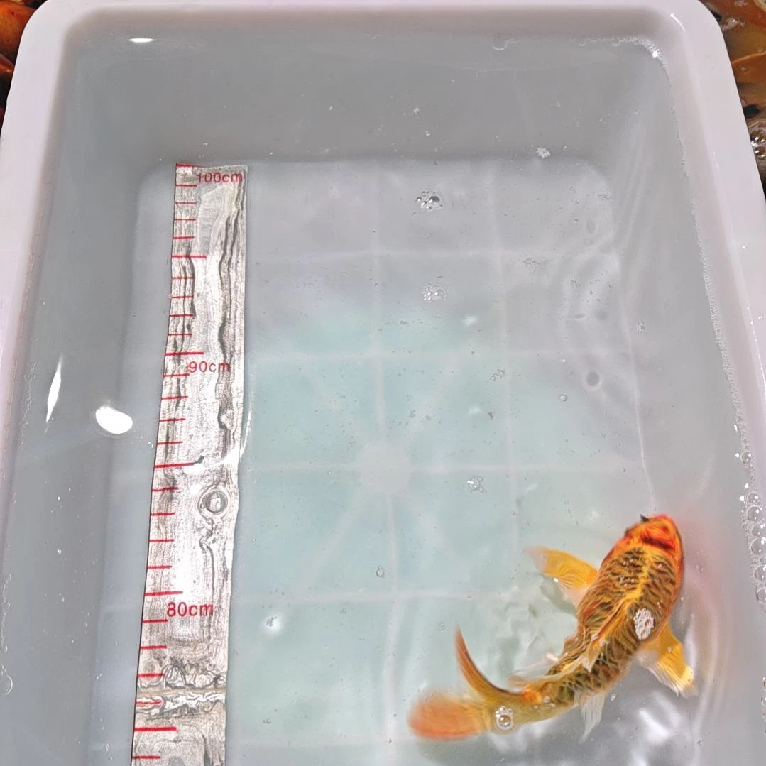 中国大陆冷水观赏鱼蝴蝶鲤