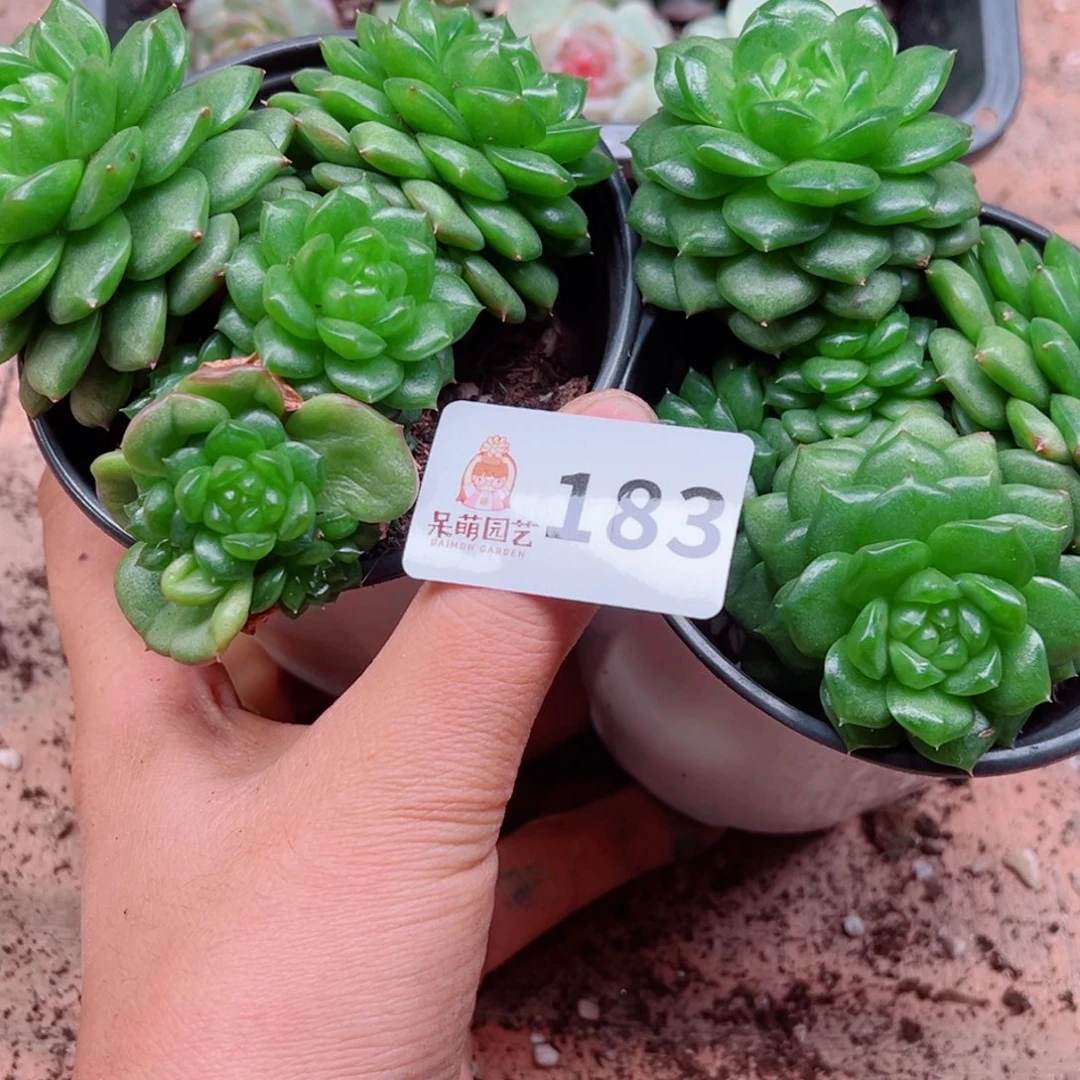 红***衣多肉植物多肉植物