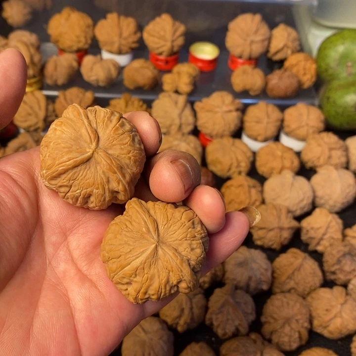 V***生大叶紫檀（黑酸枝木类）