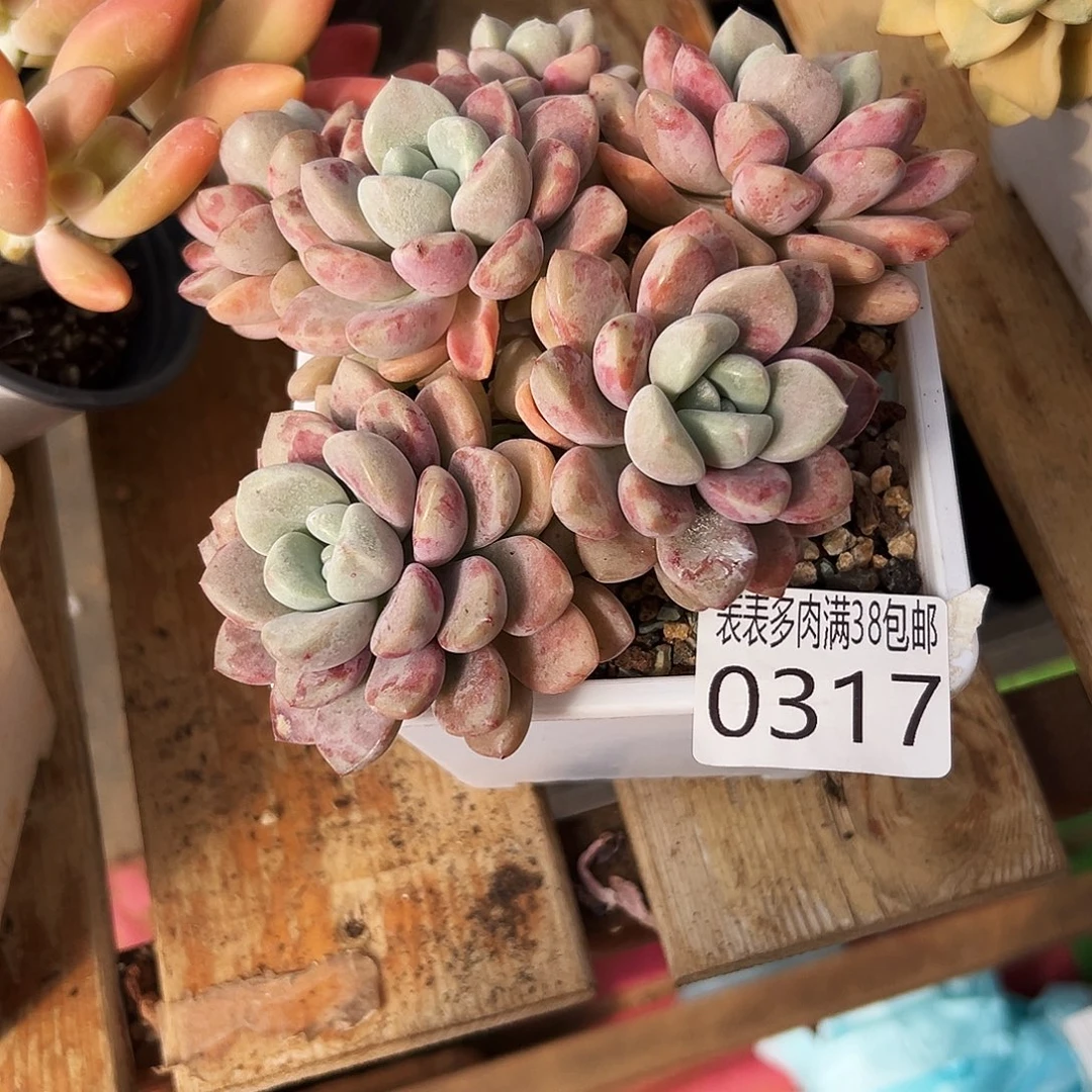 朱***慧多肉一物一拍植物0317