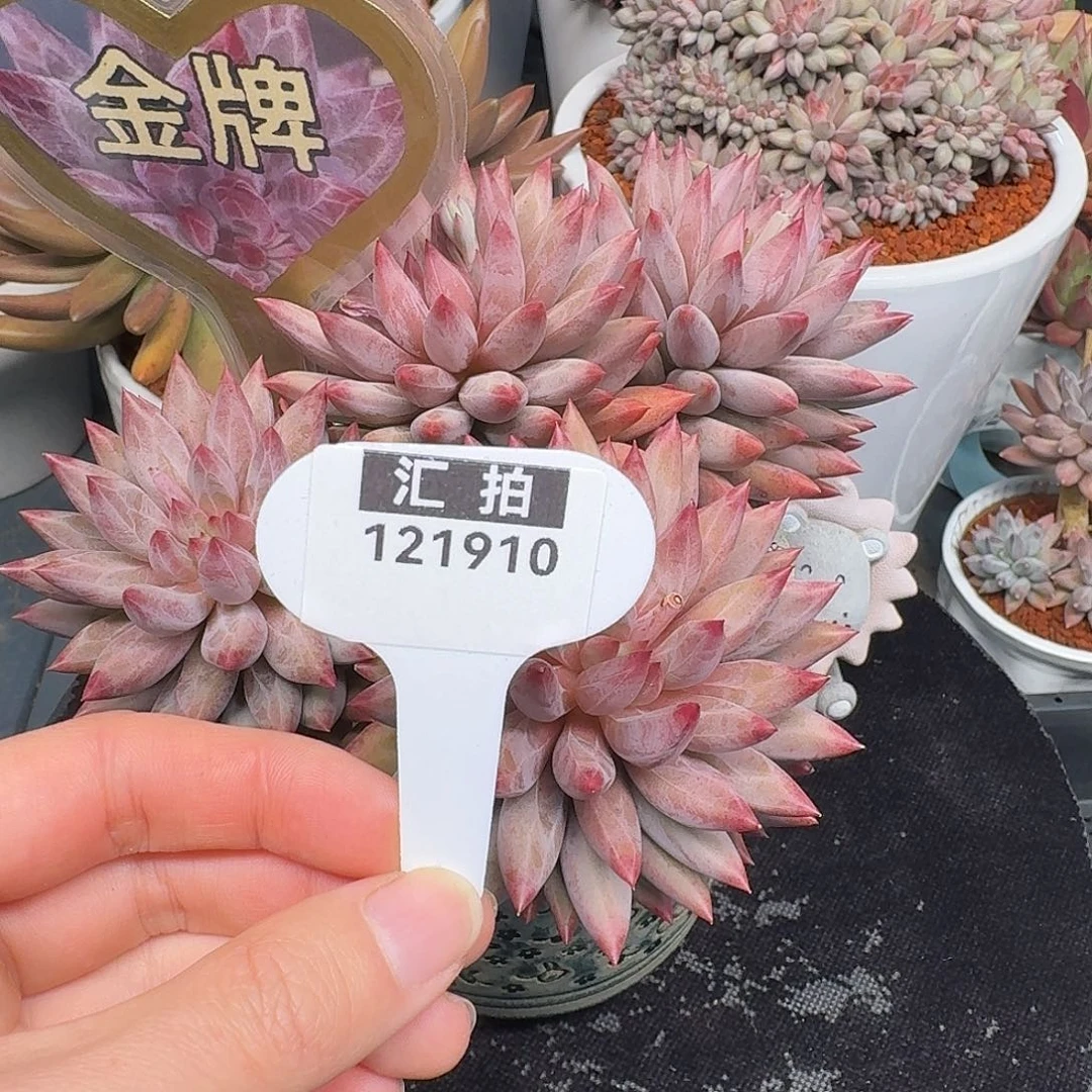 精品多肉植物121910