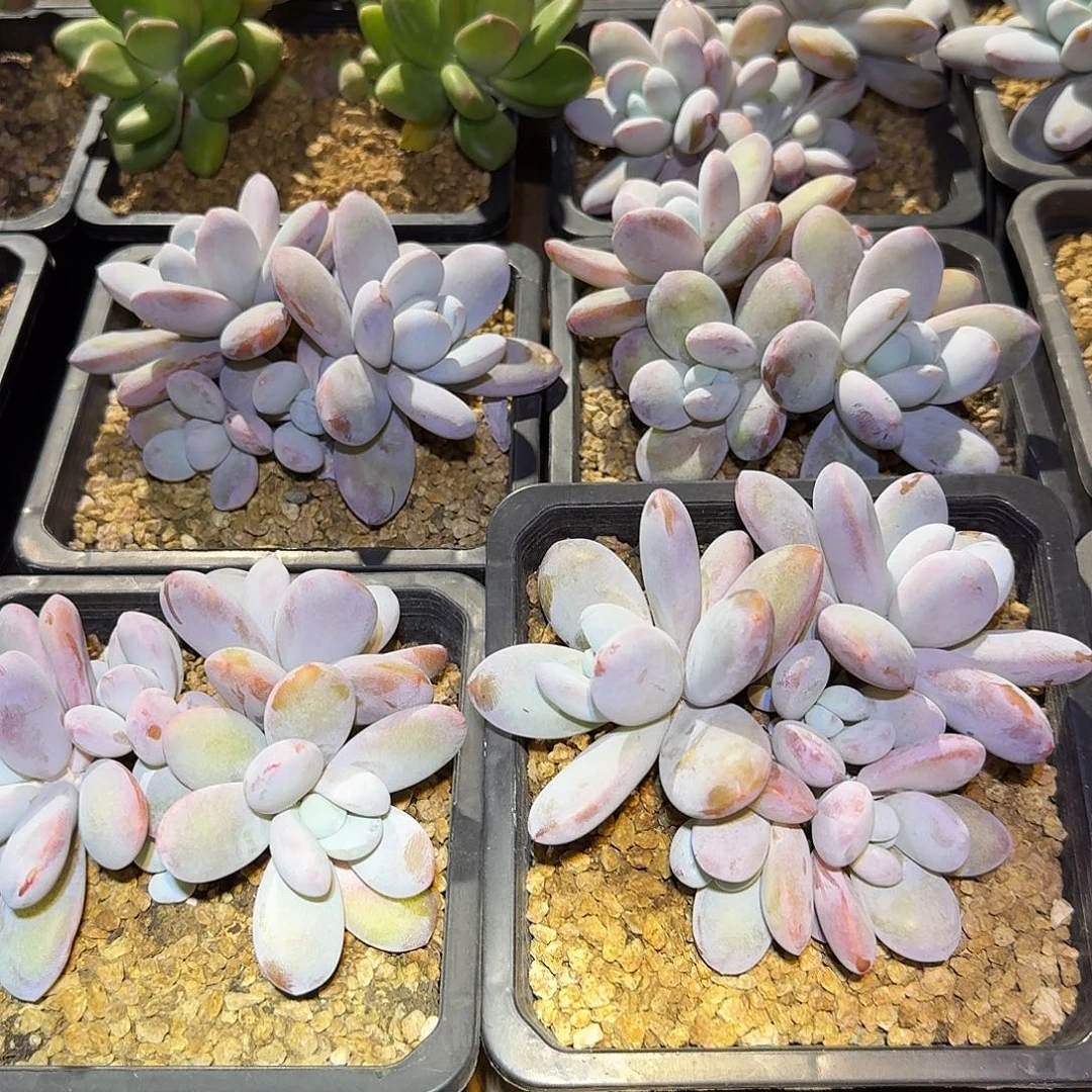 雪美人整无砍群生多肉