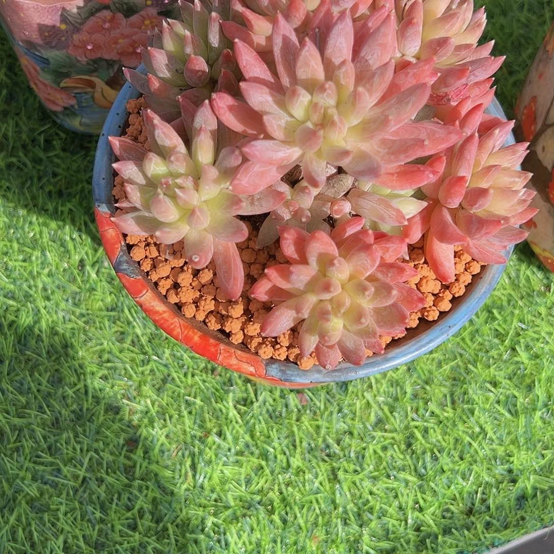 炫彩星1111111111111