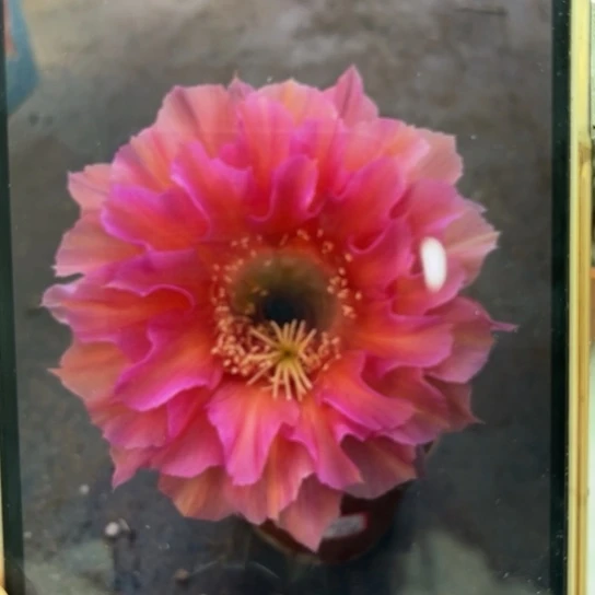 露露彩草晚秋6-7公分左右