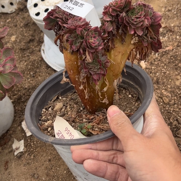 荔枝小缀多肉植物252