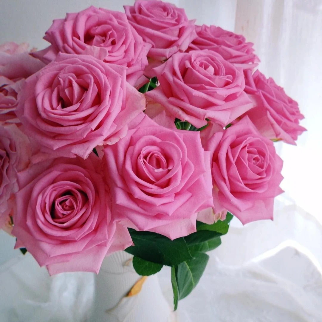 【10枝  苏醒玫瑰 】任意拍两单升级顺丰/京东 云南鲜花基地直发