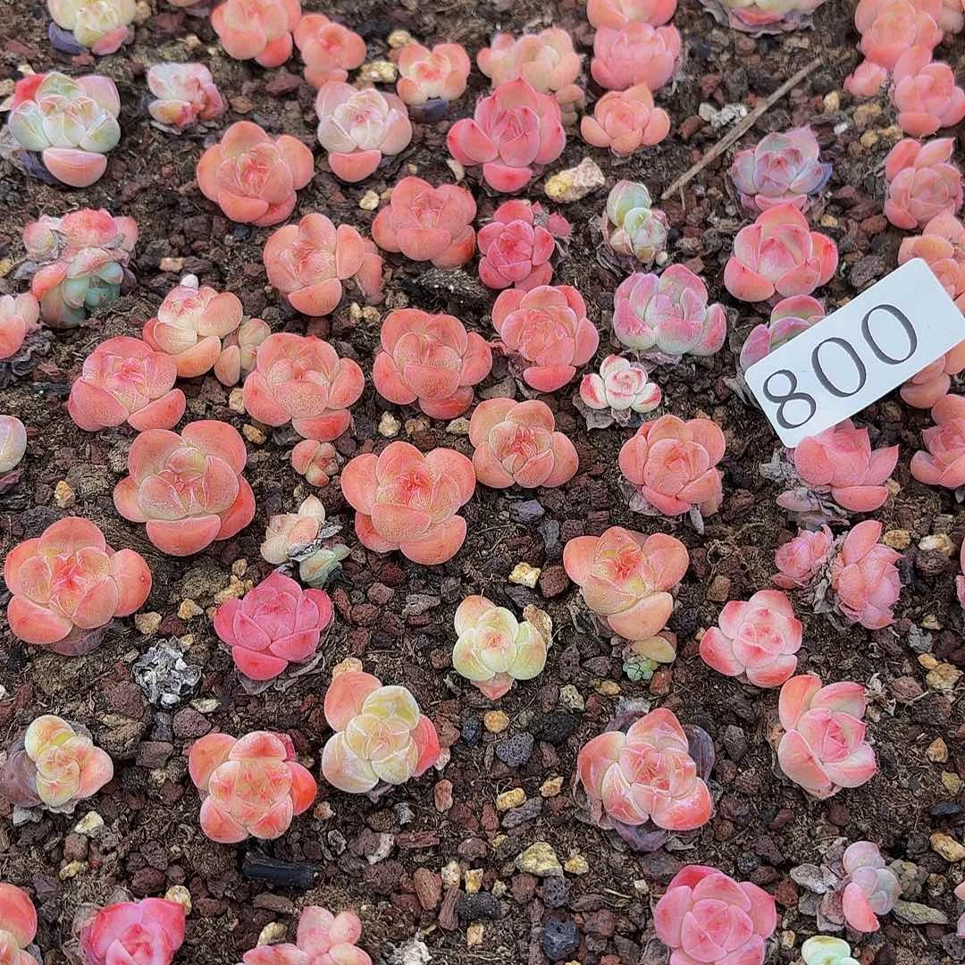 ?****?多肉植物多肉植物800