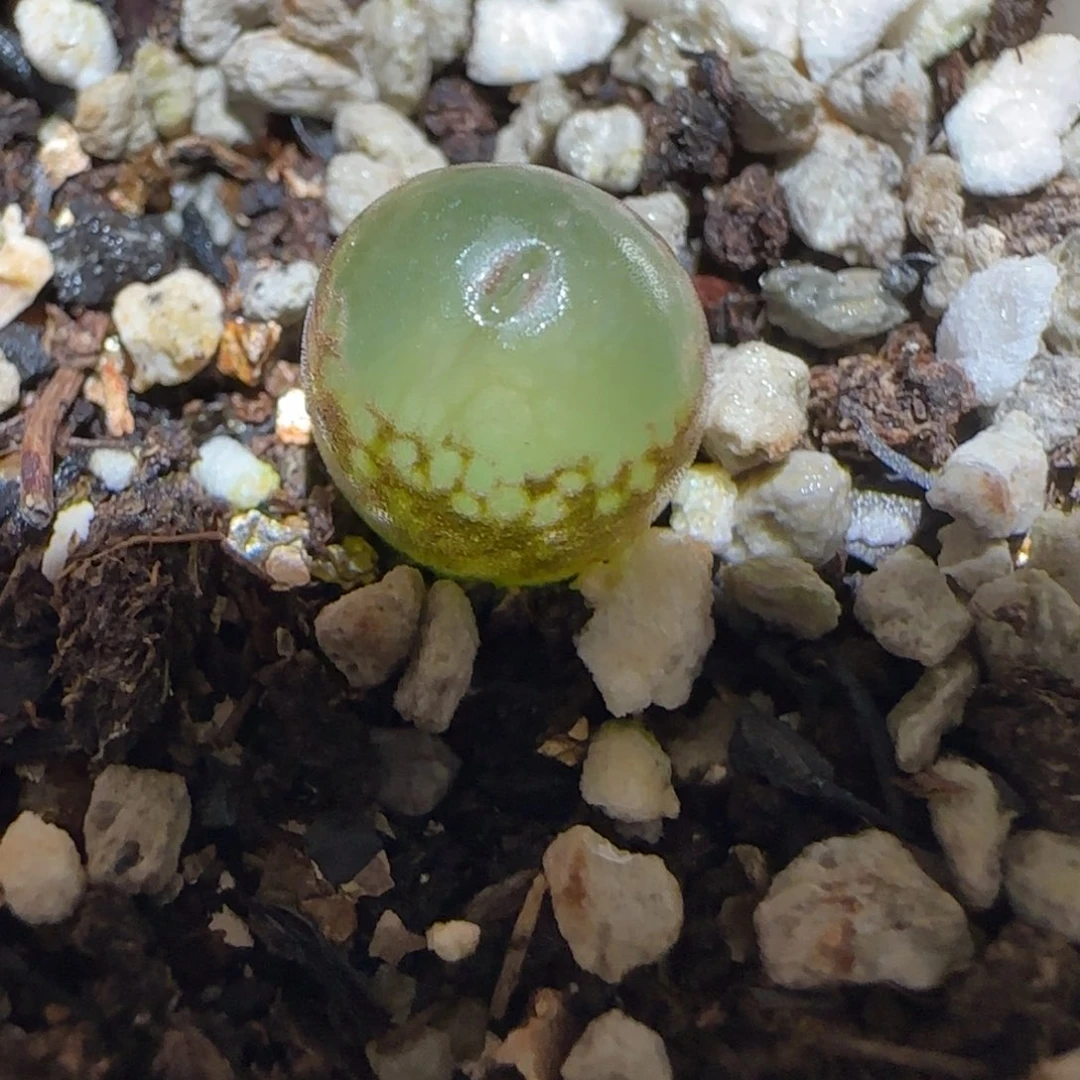 肉锥多肉植物百科-安格1573