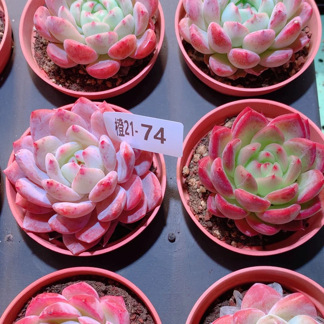 21-74一物一拍多肉带盆9颗