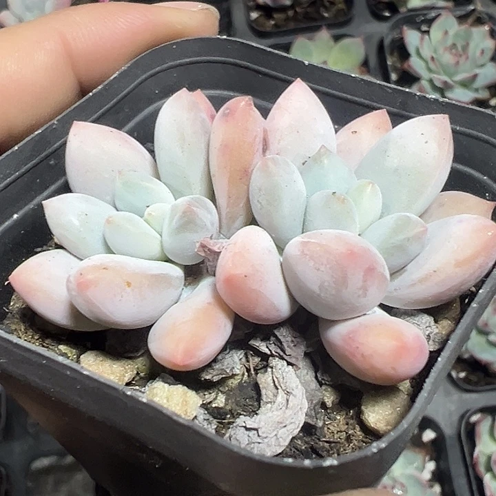 香水精品多肉植物大战