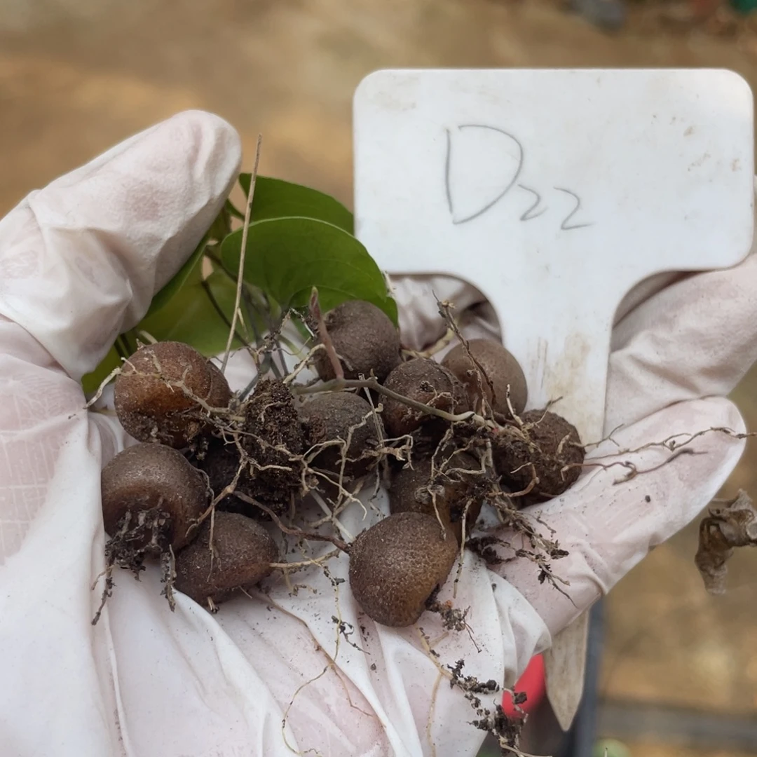 图***南非龟甲龙小苗，12个，不退不换