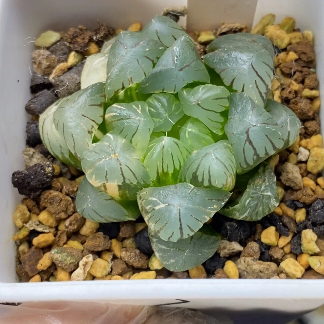 120号实生湖水玉露锦