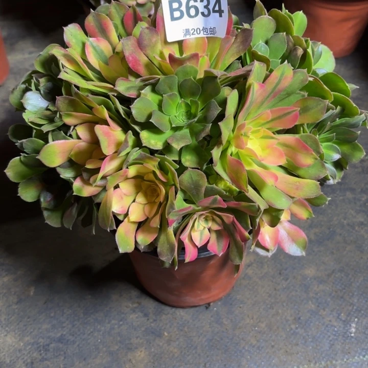 瑞妈，，。。。。634。洛神，