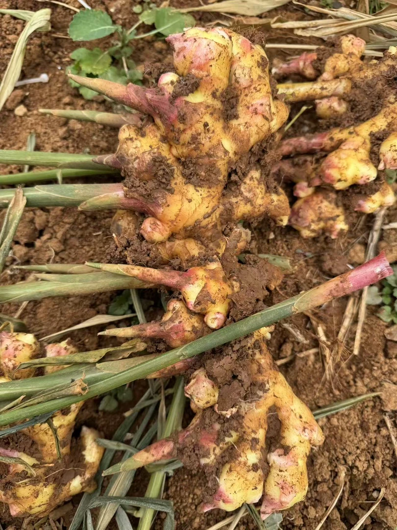 云南新鲜现挖小黄姜香味浓郁辛辣够味山地种植生姜