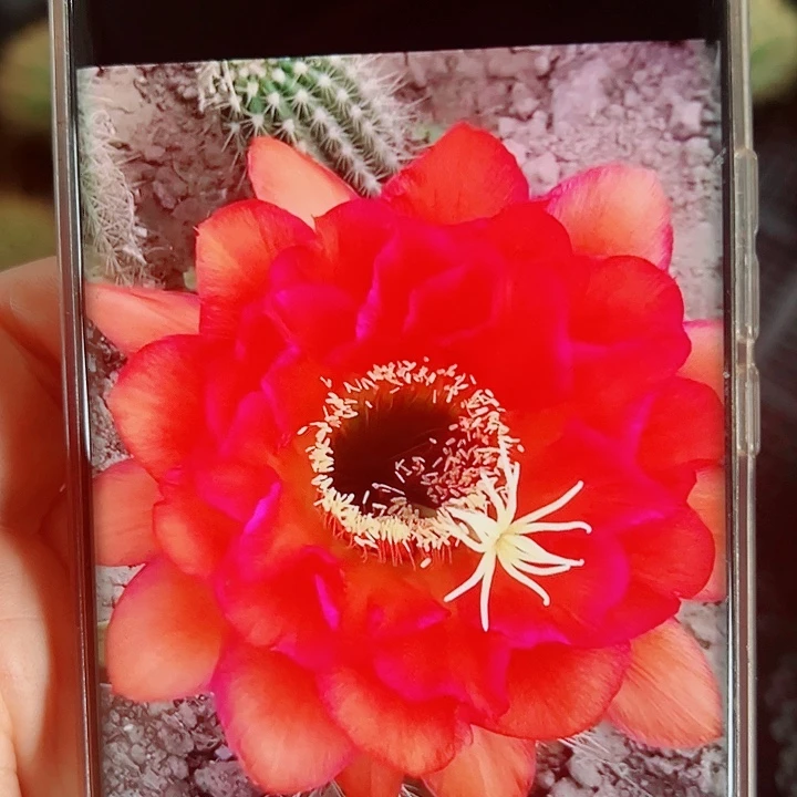 毛花柱戏法侧芽拍一发二