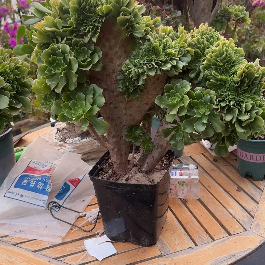 红陶哈哈哈哈哈哈哈