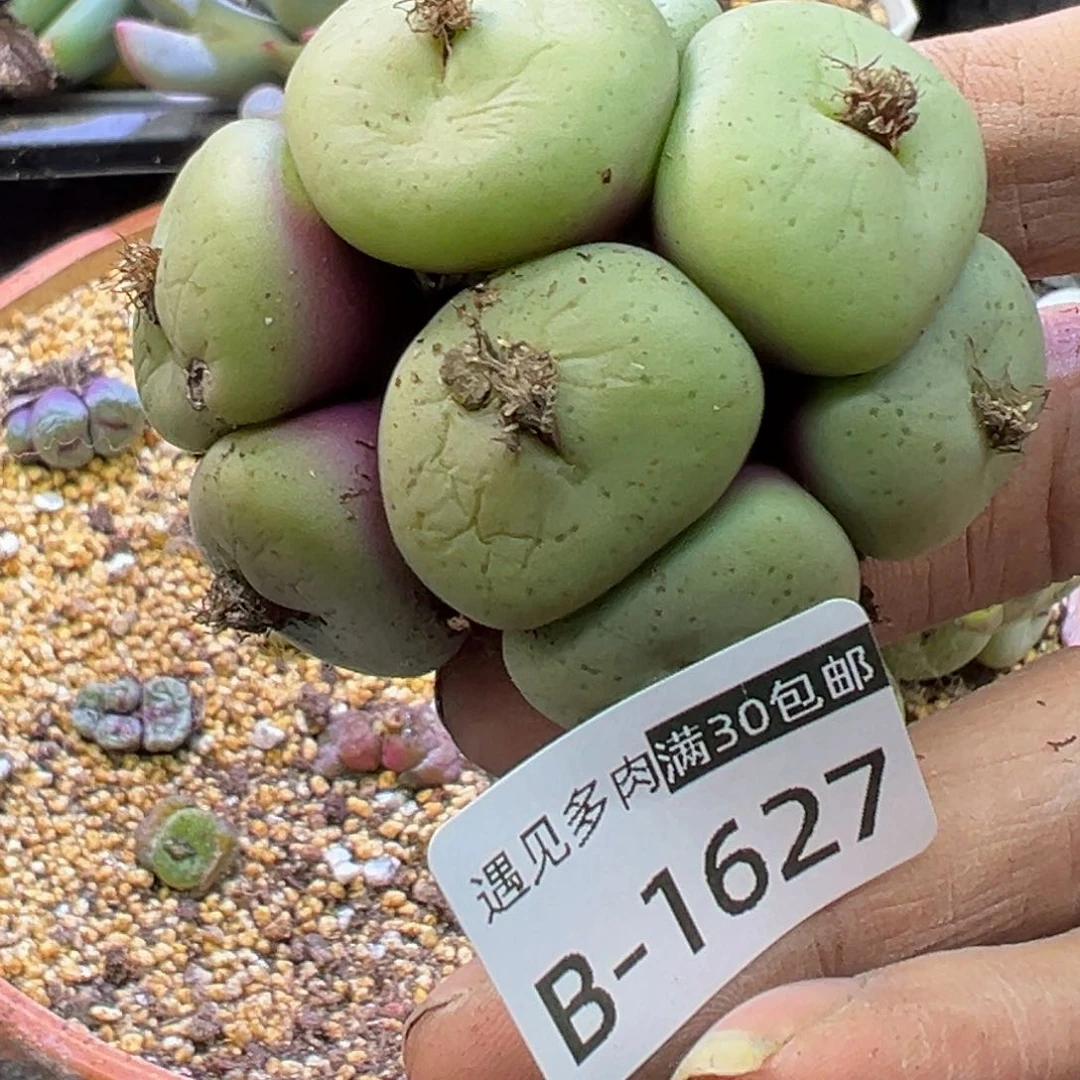 多肉植物1111111111111111