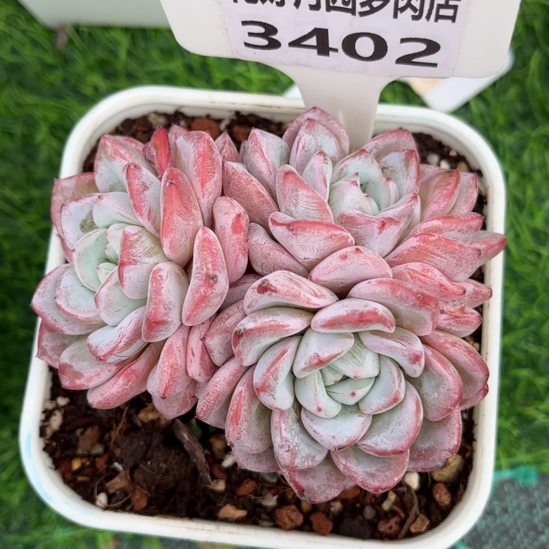 多肉植物3402 一定要拍个冷链哦