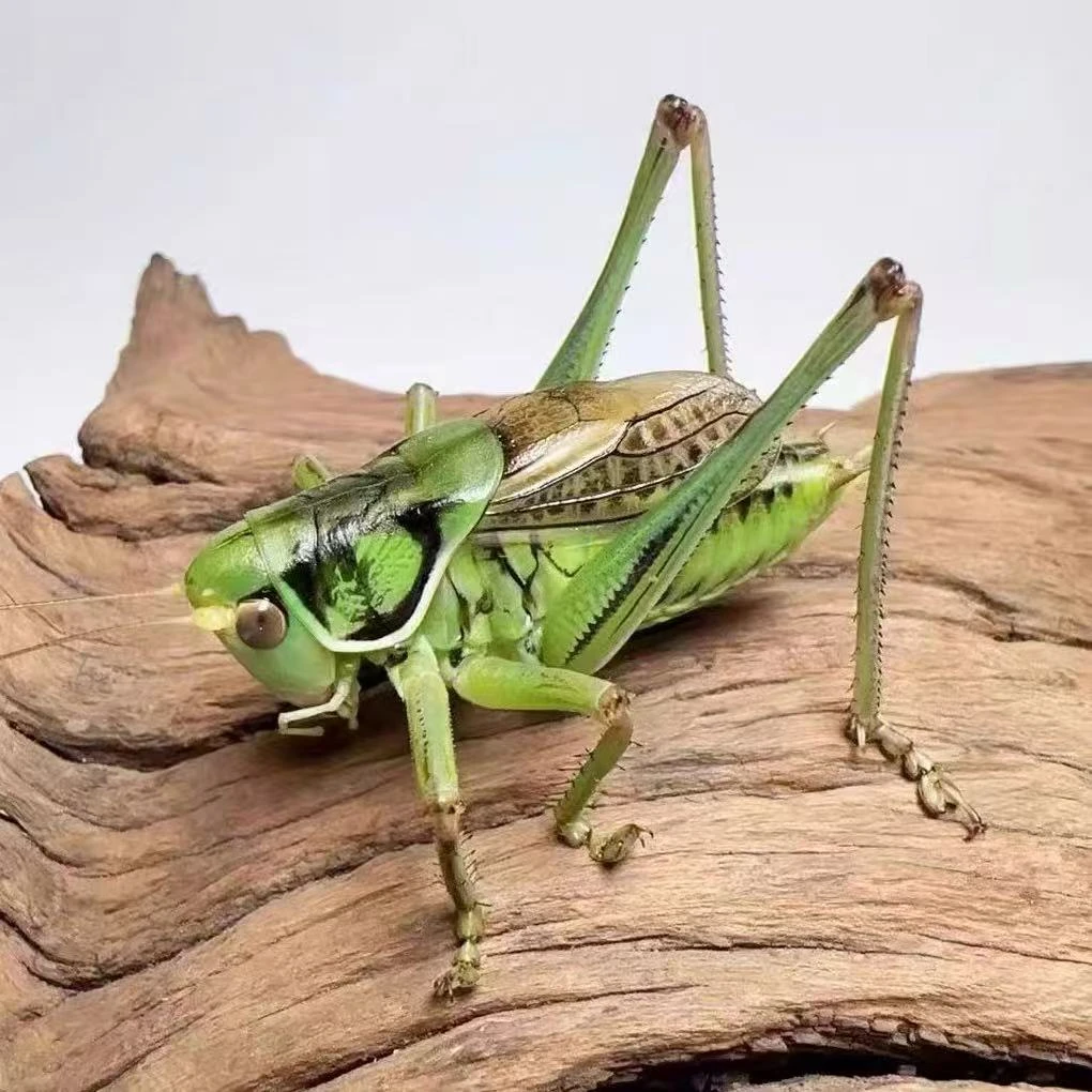 精品山青蝈蝈纸筒  野生蝈蝈（顺丰包邮偏远地区不包）
