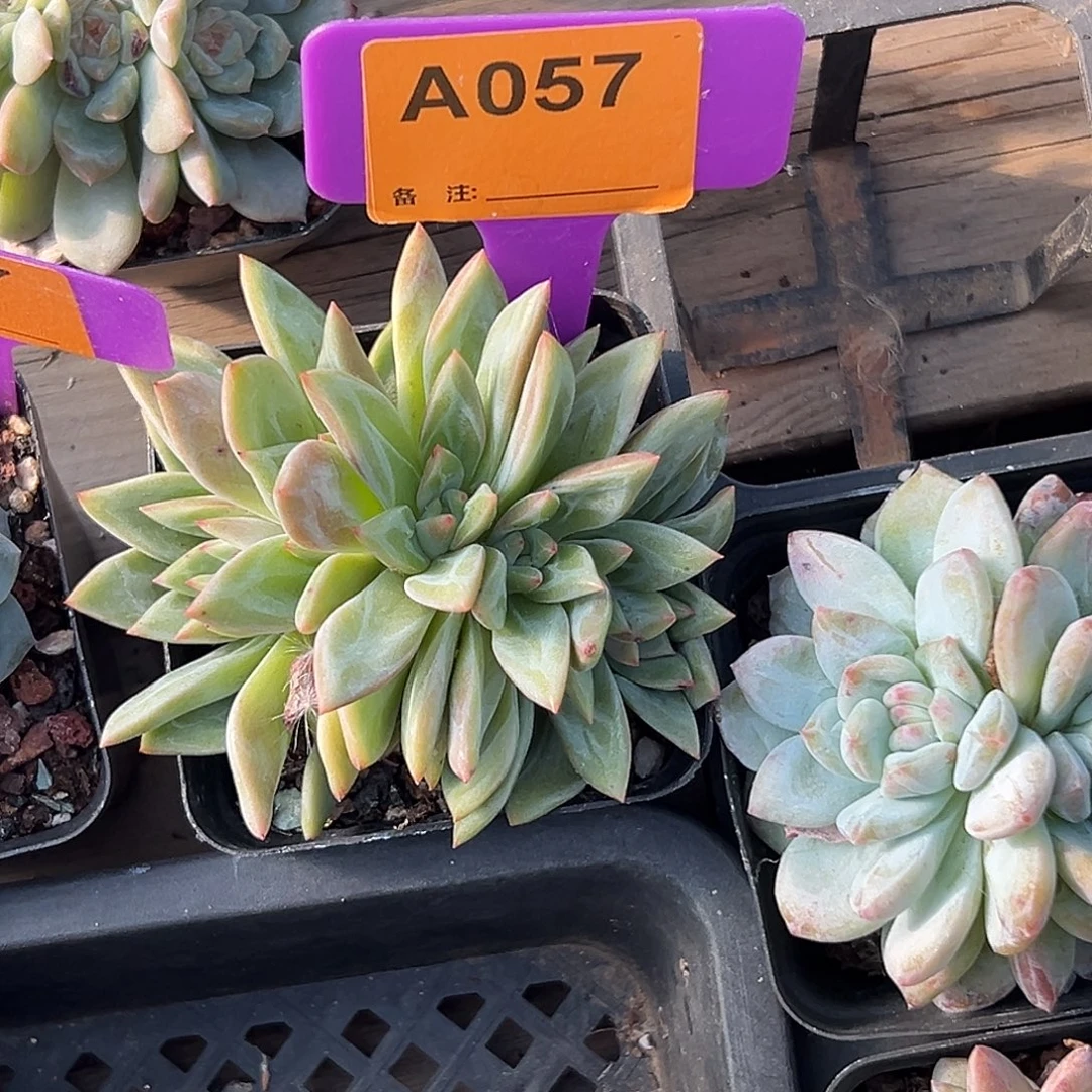 Z***)多肉植物一物一拍