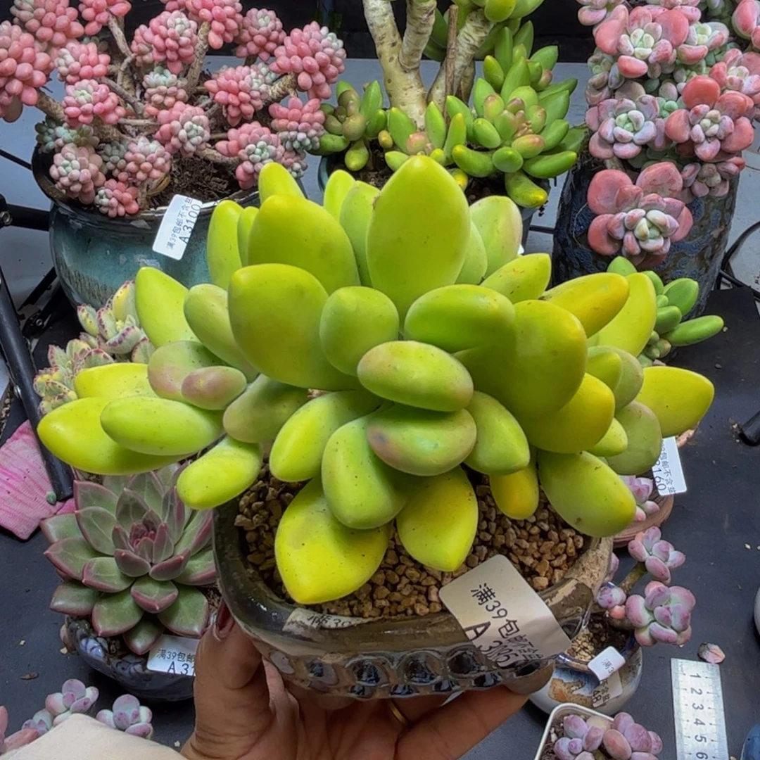 宇***墨芒果奶酪3095/10cm多肉