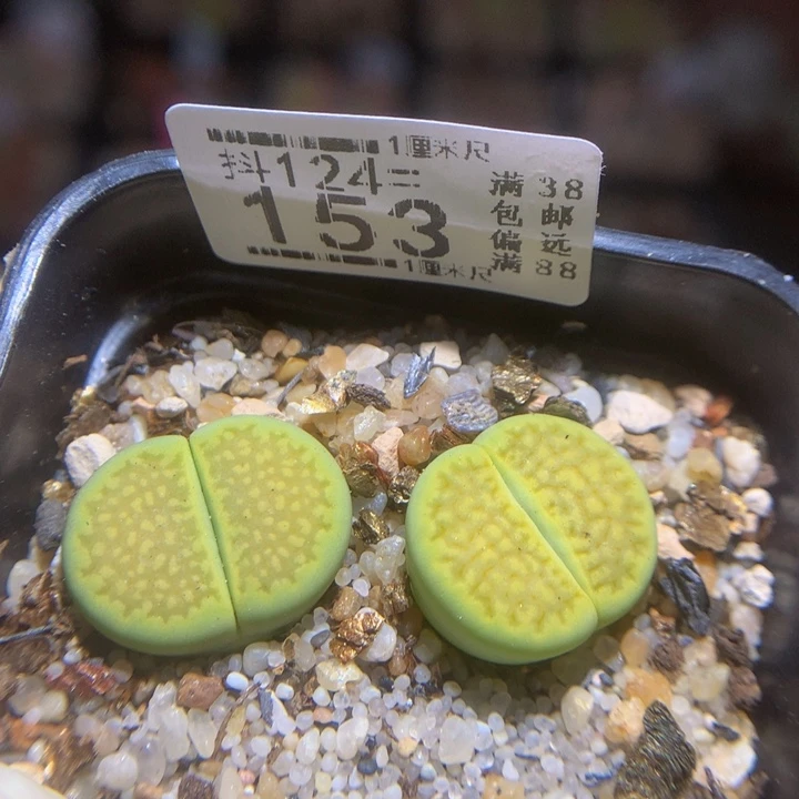 抖***谱精品生石花124.153