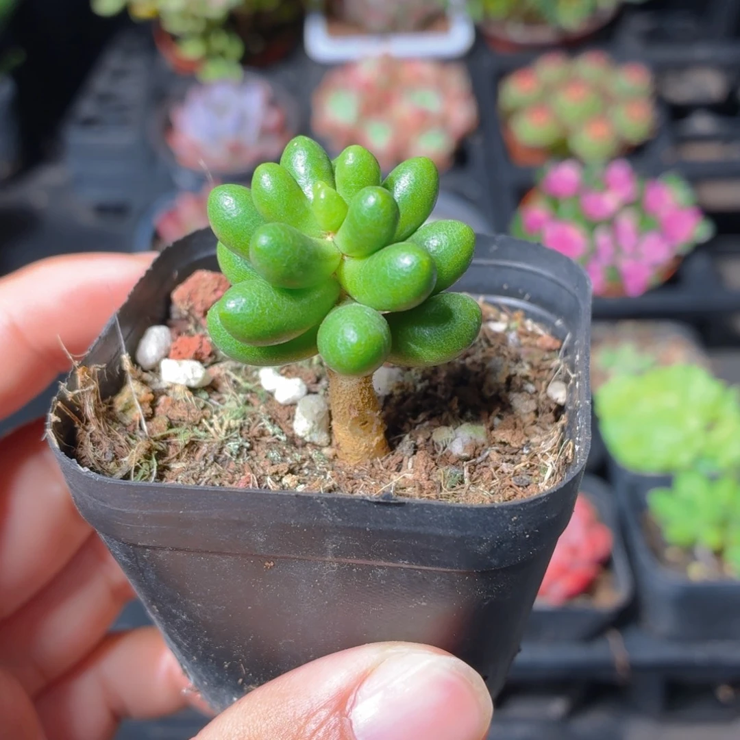 绿龟卵多肉9.9包邮发货