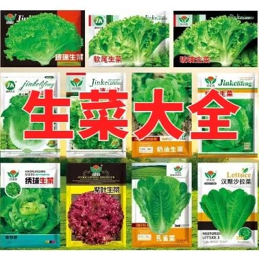 【生菜种子大全】四季玻璃生菜 奶油生菜 意大利生菜阳台盆栽