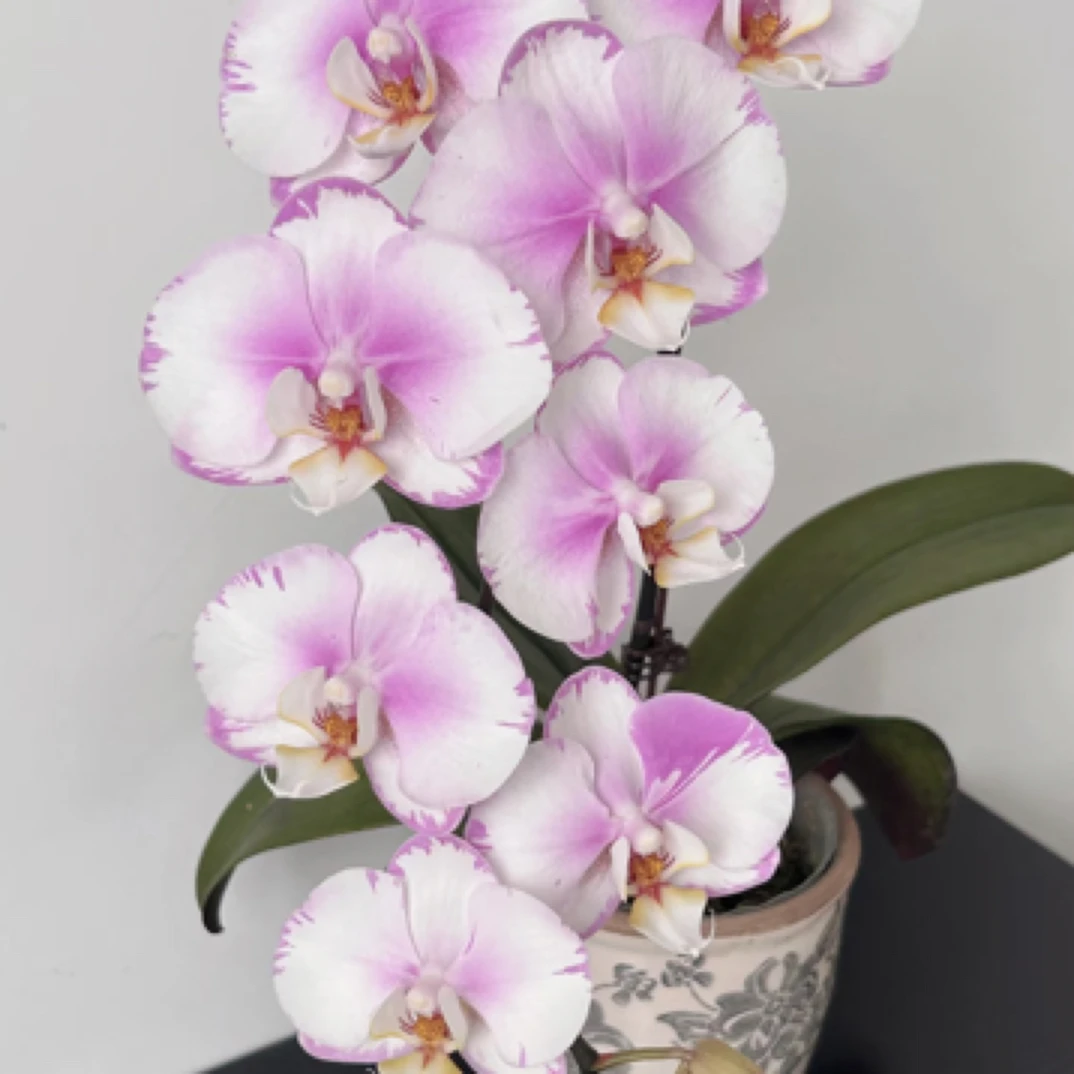 闪边安娜3.0寸蝴蝶兰花苗（闪边系列有返祖现象）