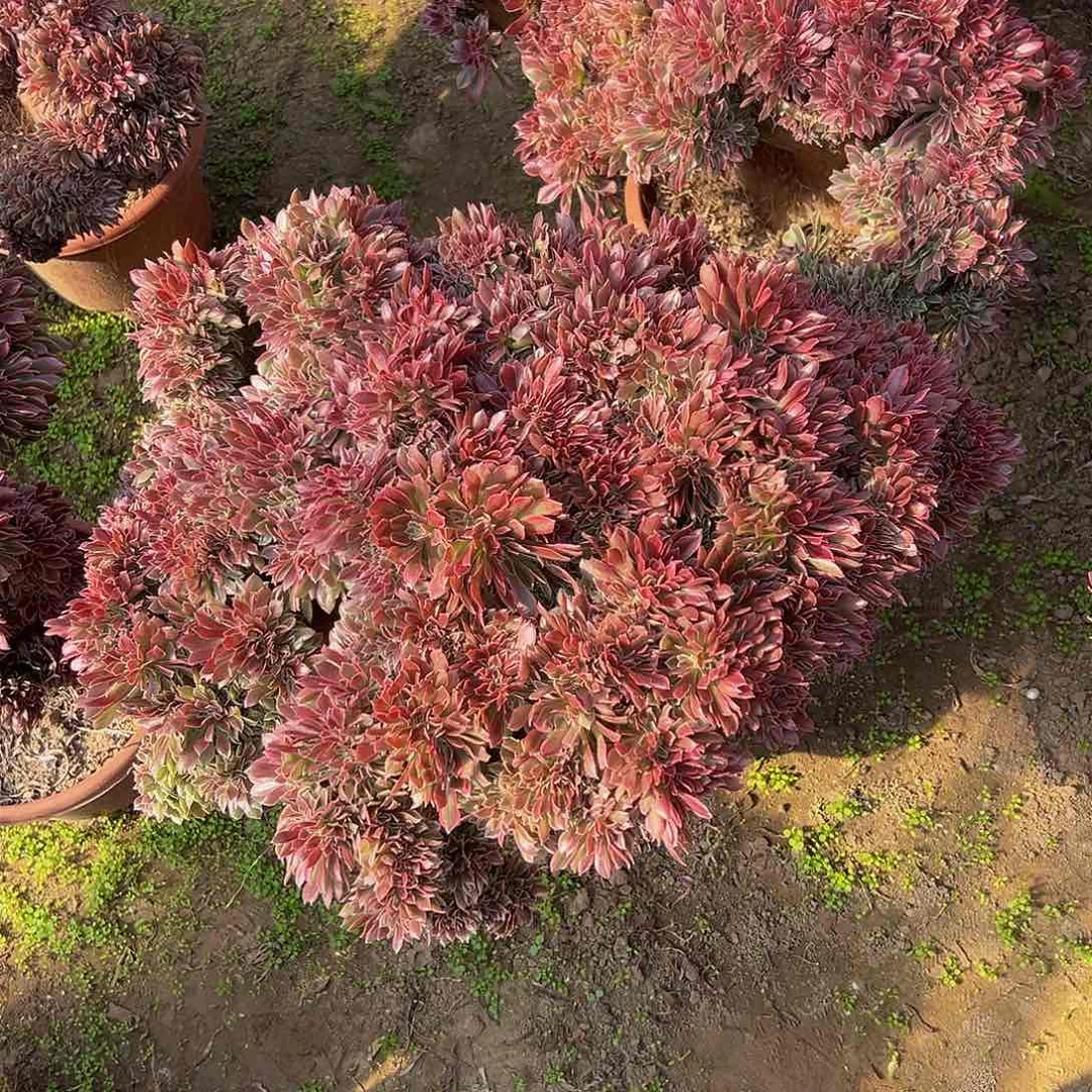 王女神缀化脱土发货