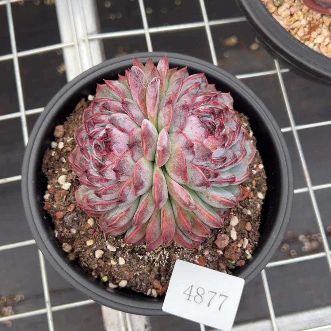 雨***！4877肉肉肉肉肉肉肉肉