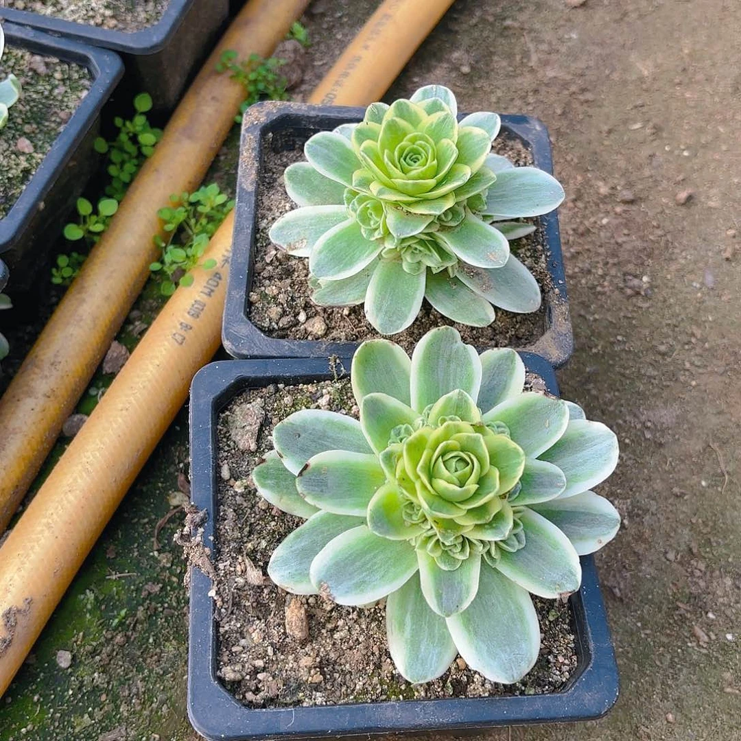 春晓多肉植物两颗