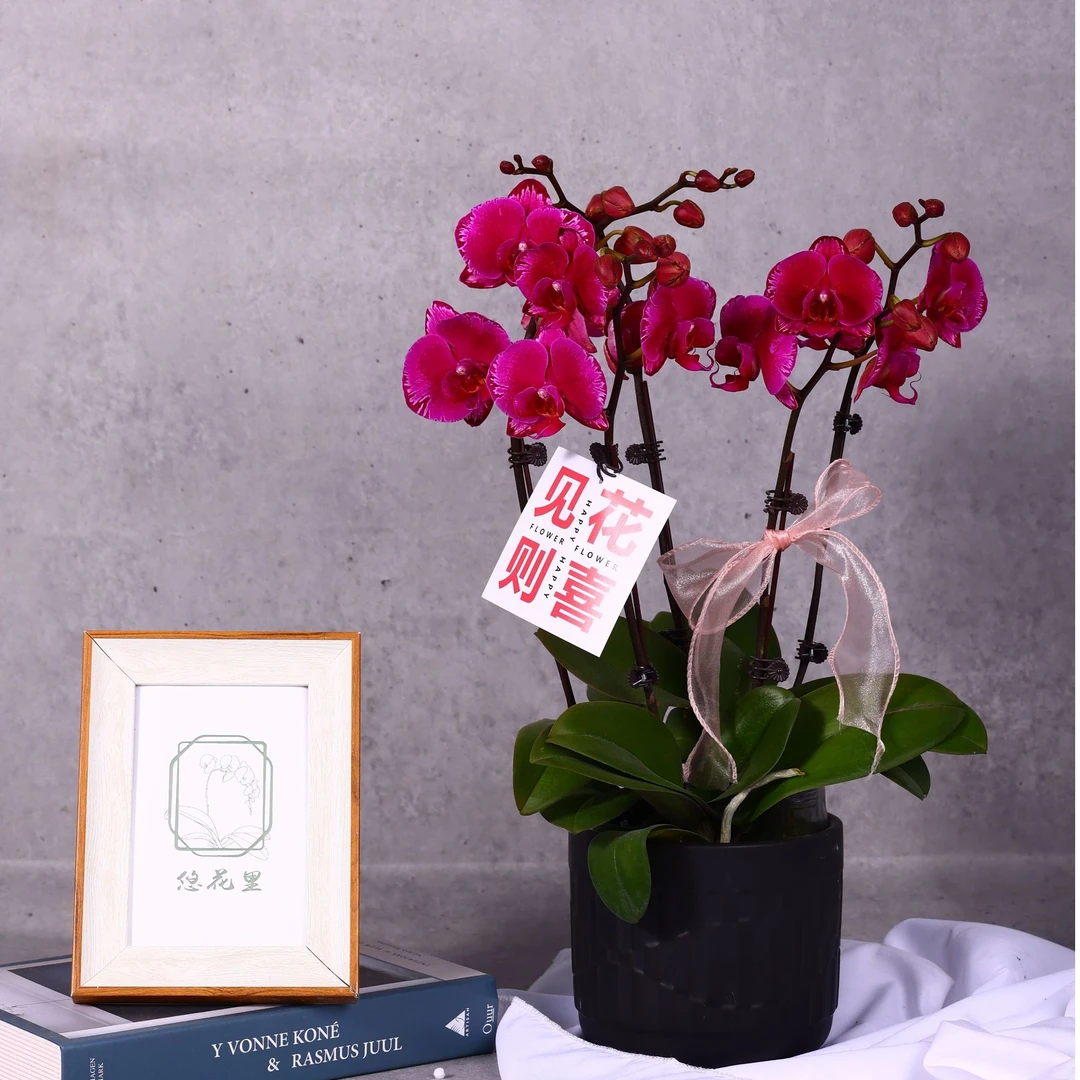 悠花里蝴蝶兰【双星光芒组盆六间】发货