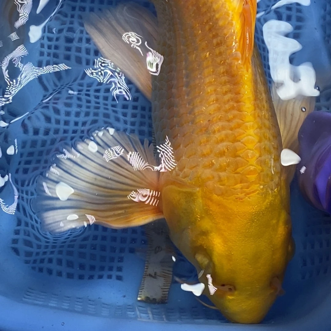 锦鲤冷水锦鲤包邮