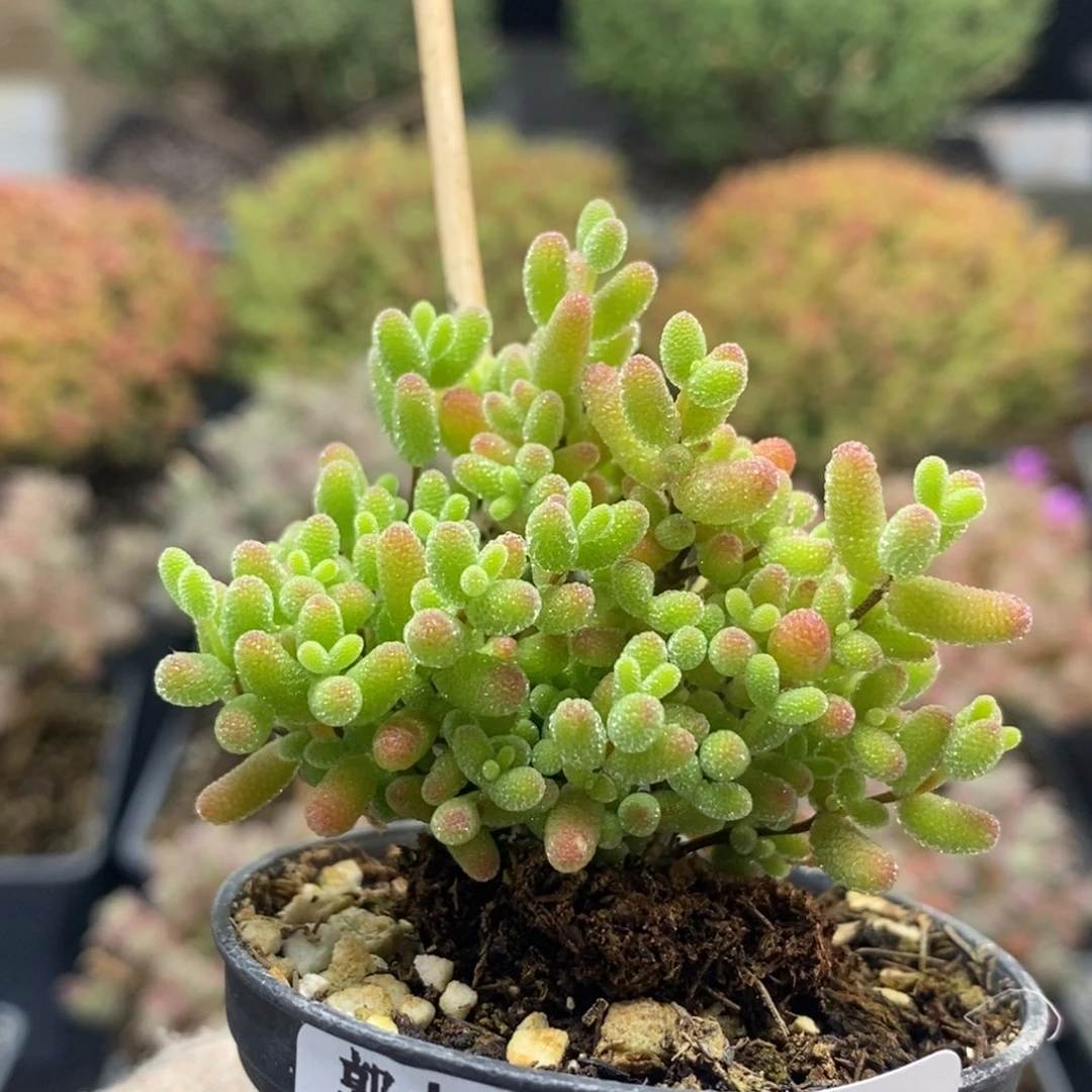 蜜橘糖球8778枝干番杏