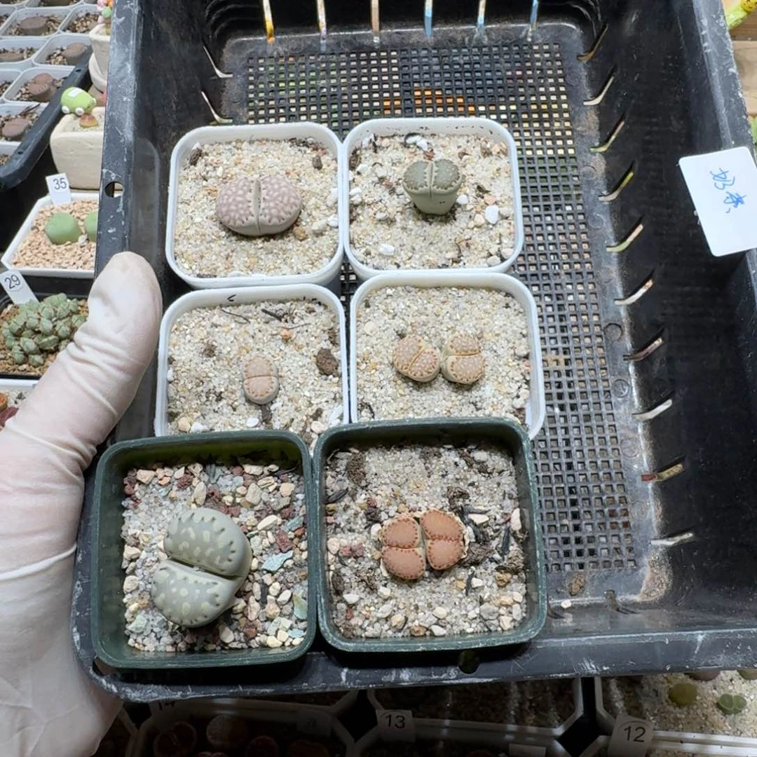 奶***廖0714-65生石花花花