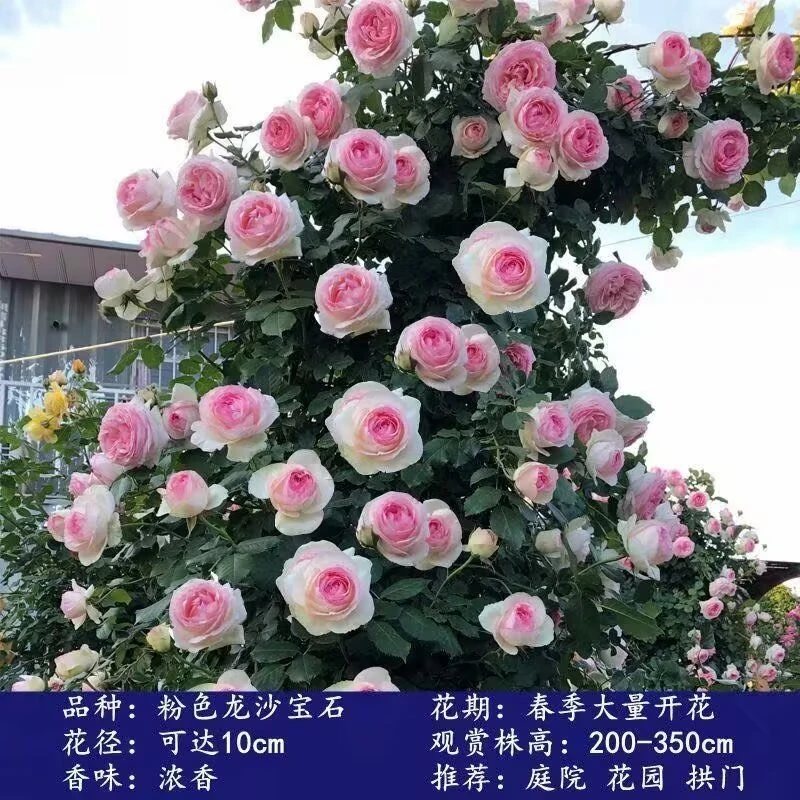 爬藤蔷薇龙沙宝石藤本月季花特大花苗浓香型四季庭院别墅攀援植物