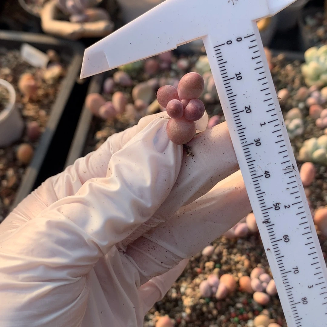 奶酪多肉 奶酪多肉