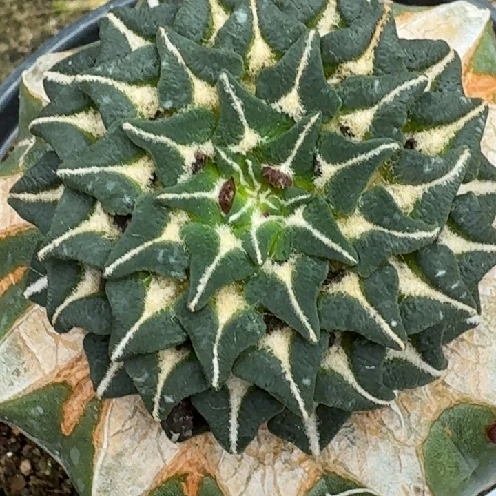无花朵福利苗接姬牡丹890