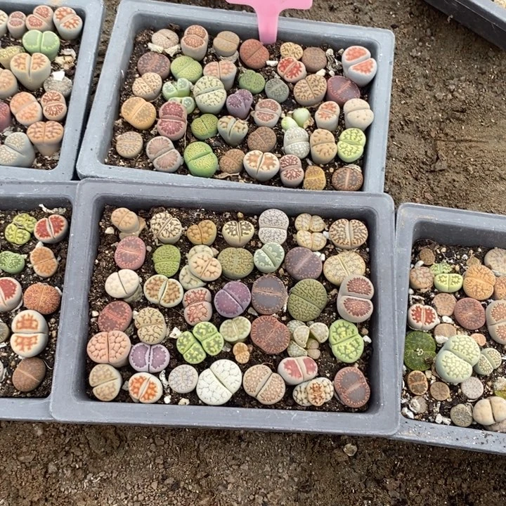 譆****生石花小苗叶芽357