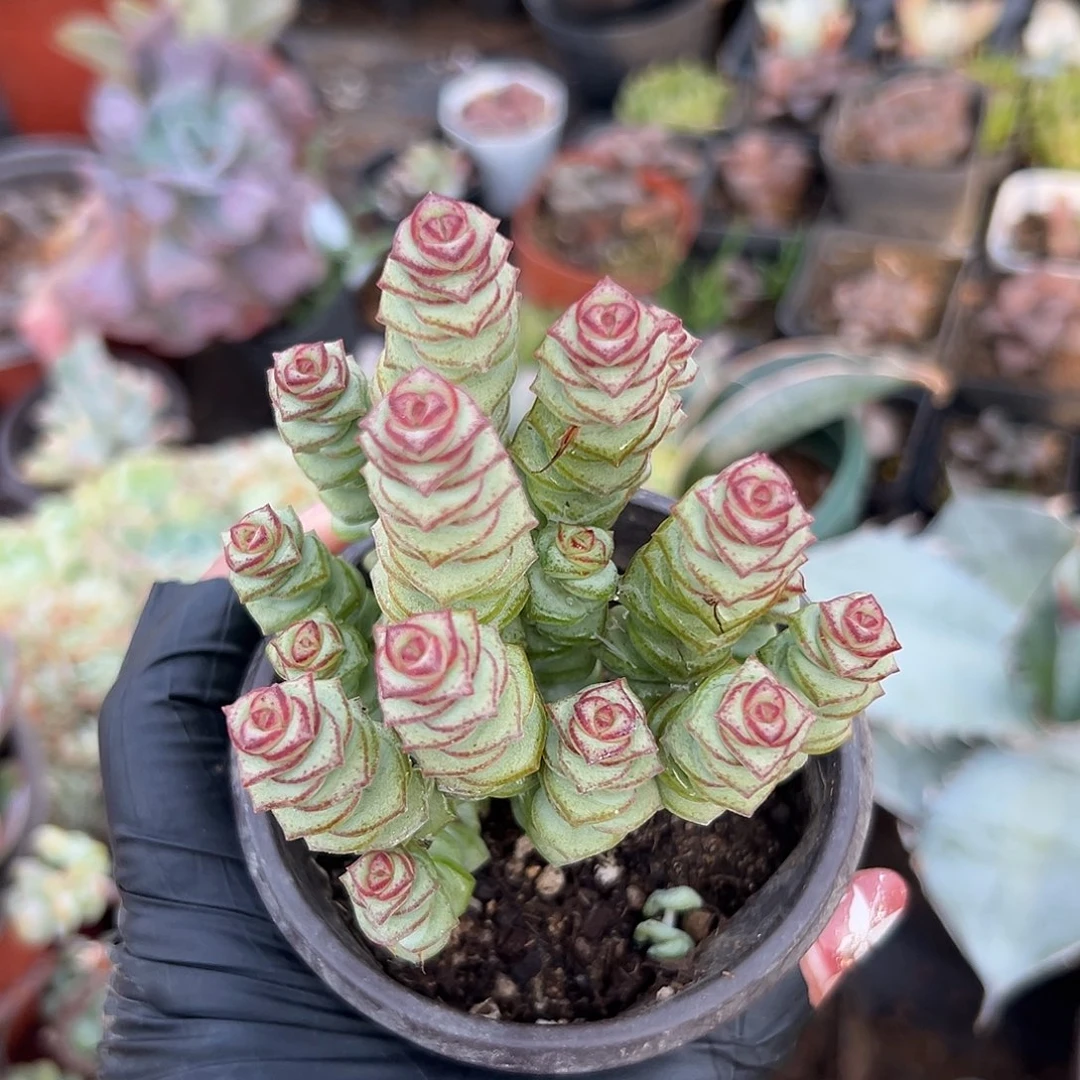 多肉植物多肉钱串