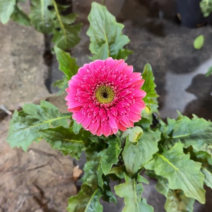 原盆原土一加仑非洲菊可爱