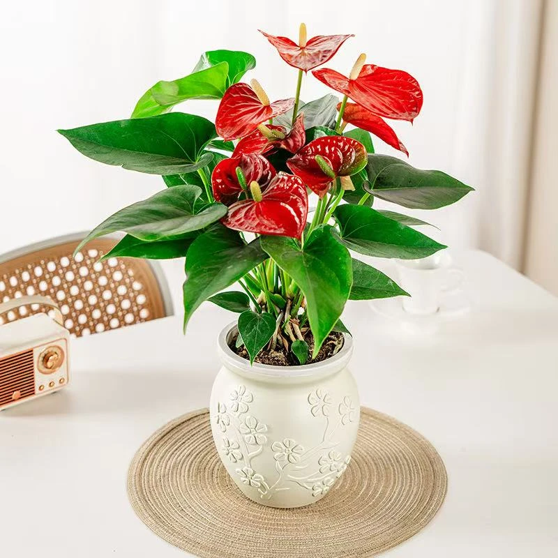 3-5朵花红掌盆栽绿植绿植盆栽水培植物水养花卉美观桌面室内盆栽