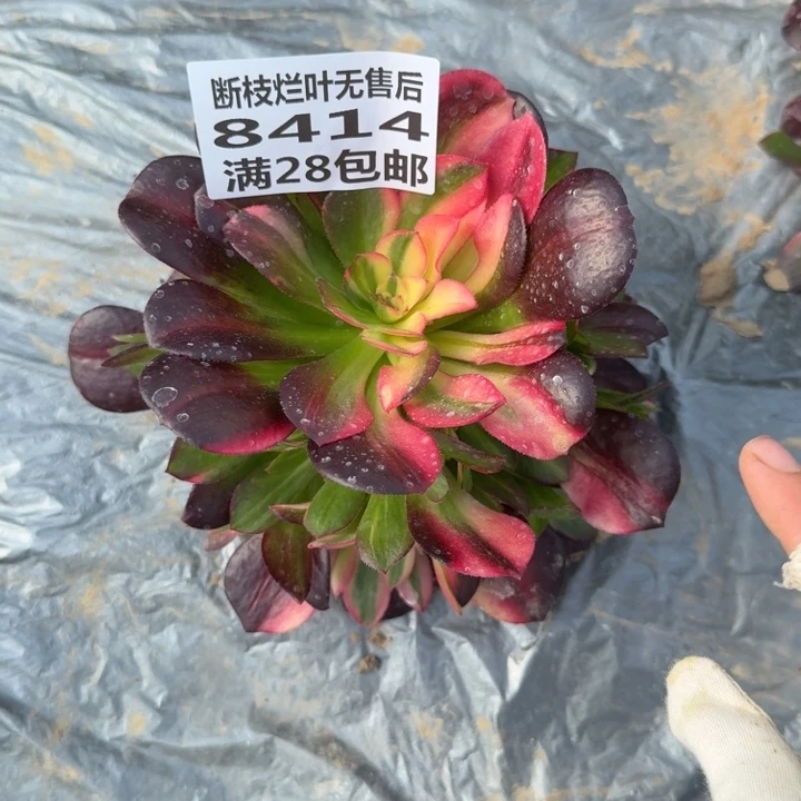 8414一号棚流星雨O